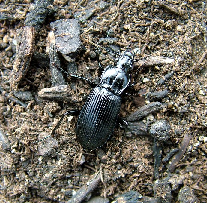 Pterostichus niger